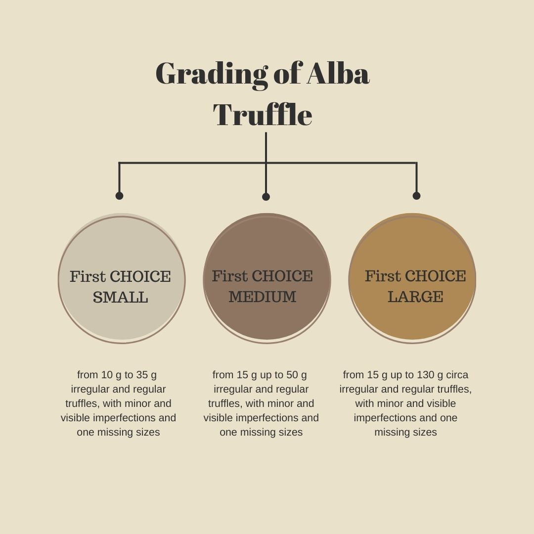 義大利ALBA 新鮮白松露(需訂購)