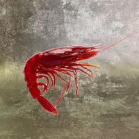刺身級西班牙紅蝦Frozen Wild Carabinero 800g 6-8隻