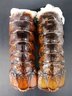 美國緬因州cozy Harbo 龍蝦尾4-5安士/隻 USA Maine Cozy Harbo Lobster Tail 212g net weight